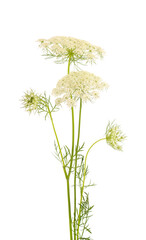 Wild carrot or Daucus carota, flowers isolated on white background. Medicinal herbal plant.