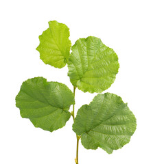 Green hazelnut leaves isolated on white background. Fresh green hazel leaf.