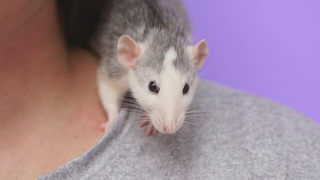 Close-up of a curious white and gray rat crawling on a man's T-shirt, a guy having fun with a pet rat, he is not afraid of a house mouse, an isolated purple background in the studio