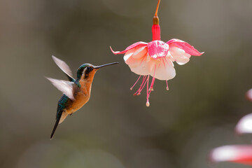 Hummingbird, White-throated Mountain-gem (Lampornis castaneoventris) female flying next to a flower to get nectar in the rainforest in San Gerardo del dota, Savegre, Costa Rica