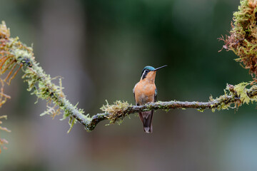 Hummingbird, White-throated Mountain-gem (Lampornis castaneoventris) female sitting in the rainforest in San Gerardo del dota, Savegre, Costa Rica