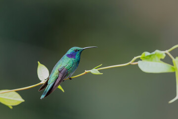 Hummingbird - Green violet ear (Colibri thalassinus) sitting on a branch in San Gerardo del Dota, Savegre, Costa Rica. Action wildlife scene from nature.