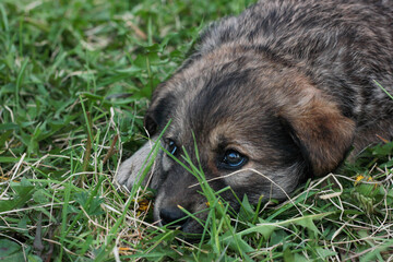 sad brown puppy lies on the grass does not look at the camera