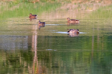 four ducks in a pond