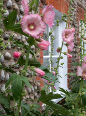 Tall colourful hollyhocks growing in Blakeney, North Norfolk UK.