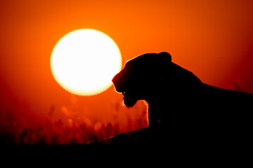 The silhouette of a lioness, Panthera leo, lying down at sunset, yellow sun background