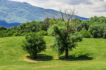 landscape with trees and mountains