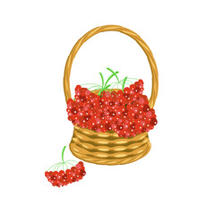 Rowan berries in basket colorful art design stock vector illustration for web, for print