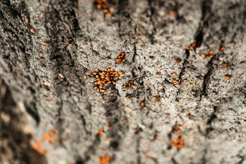 Beetle firefighter on a tree trunk