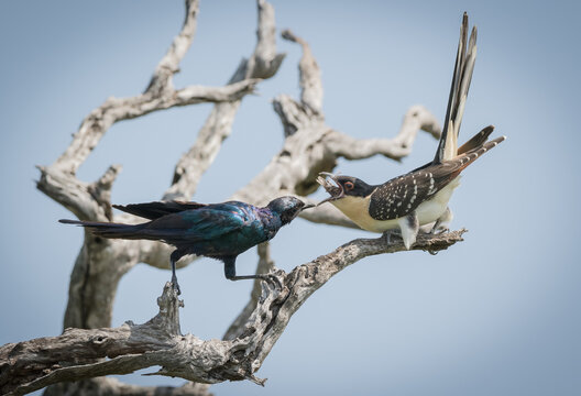 A glossy starling, Lamprotornis nitens, feeds a cuckoo