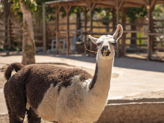 llama with a funny face © Виталий Толочко