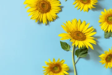 Tuinposter Summertime or autumn concept. Sunflowers with copy space on pastel blue background. Top view flat lay. © elena_hramowa