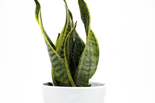 Bogenhanf Sansevieria freigestellt auf wei&szlig;em Hintergrund