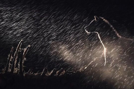A spotted hyena, Crocuta crocuta, stands in the darkness in the rain, lit up by a spotlight