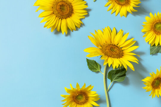 Summertime or autumn concept. Sunflowers with copy space on pastel blue background. Top view flat lay.