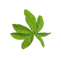 Passiflora leaf isolated on white. Passion fruit plant