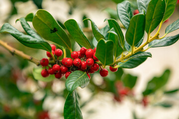 red berries on a branch