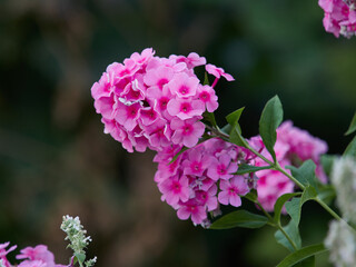 the yellow Flowers -Background with the Flowers