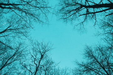 Black bare trees silhouettes are over bright blue sky