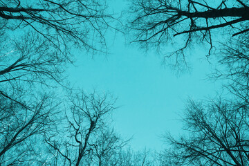 Black bare trees silhouettes are over bright blue sky