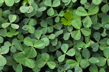 Wild fresh green clover leaves top view, background