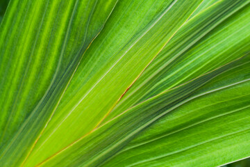Obraz premium Green tropical plant leaves, close up abstract photo