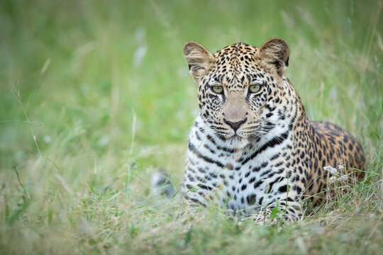 A leopard, Panthera pardus, lies in green grass, direct gaze