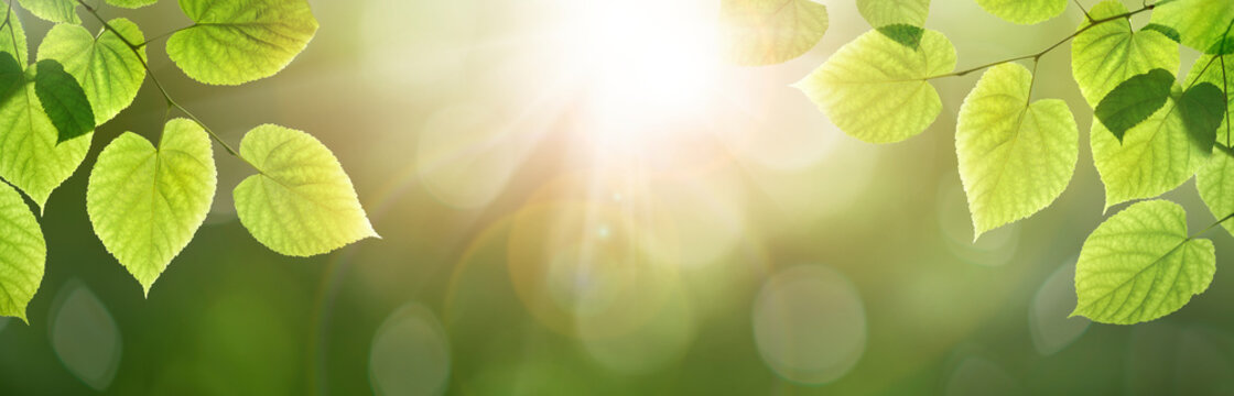 Fresh spring, summer green foliage of tree leaves and a bright sunny springtime bokeh banner background.