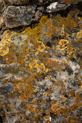 stone overgrown with gold lichen