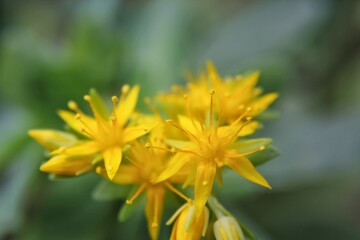yellow flower in the desert garden