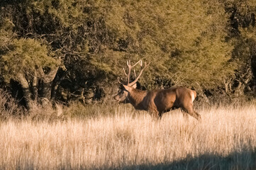 Male red deer in Calden forest, La Pampa,Patagonia, Argentina.