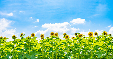 【夏】晴れの日の青空の下の満開のひまわり　向日葵畑
