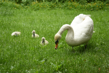 Swan and Signets on grass