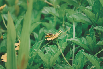 Yellow flower. Botanical wilderness daisy with bee macro close up shot. Yellow blooming floral, natural sunlight, nobody. Summer season . Plant in spring garden.