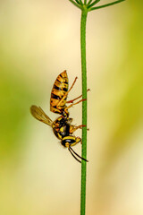 Beautiful Median wasp (Dolichovespula) portrait 