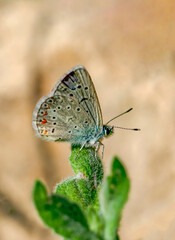 Macro shots, Beautiful nature scene. Closeup beautiful butterfly sitting on the flower in a summer garden.
