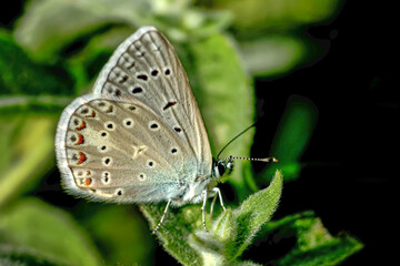 Macro shots, Beautiful nature scene. Closeup beautiful butterfly sitting on the flower in a summer garden.