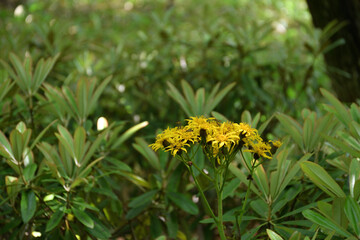 霧ヶ峰の植物・花