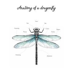anatomy, body parts of insect dragonfly. hand drawn traced illustration of dragon-fly. close-up of eye abdomen, sigma, thorax, forewing, hindwing