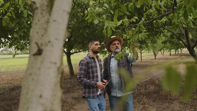 farmers examines trees in orchard	