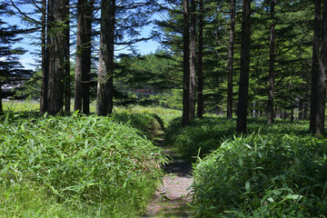 Obraz premium 霧ヶ峰,日本百名山,百名山,湿地,新緑,緑,森,ハイキング,自然,登山,夏,夏山,夏空