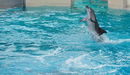 Friendly dolphins playing and swimming in pool