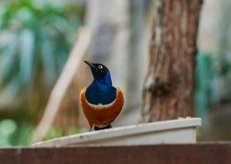 Bird on the roof ridge