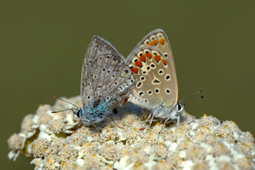 Macro shots, Beautiful nature scene. Closeup beautiful butterfly sitting on the flower in a summer garden.