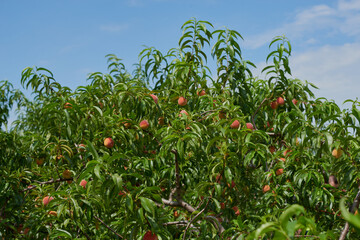 fresh peaches from the garden