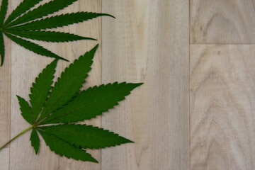 Cannabis leaves isolated on a wooden background top view stock images. Green marijuana cannabis...