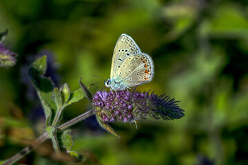 Macro shots, Beautiful nature scene. Closeup beautiful butterfly sitting on the flower in a summer garden.