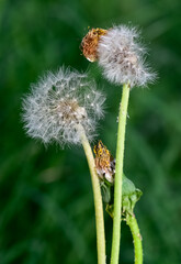 photos of medicinal plants and dandelions