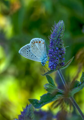 Macro shots, Beautiful nature scene. Closeup beautiful butterfly sitting on the flower in a summer garden.