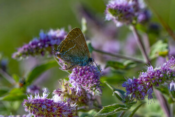 Macro shots, Beautiful nature scene. Closeup beautiful butterfly sitting on the flower in a summer garden.